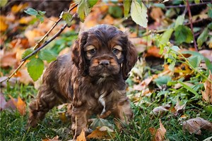 Bunker - Cockalier Puppy AAC8C3