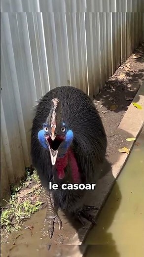 😱Ces oiseaux émettent des cris terrifiants, et le dernier va vous choquer animalfacts #animalshorts