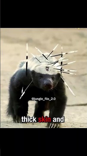 The Fearless Honey Badger vs Leopard