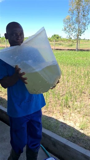 Tilapia fingerling supply at a hatchery in Mozambique