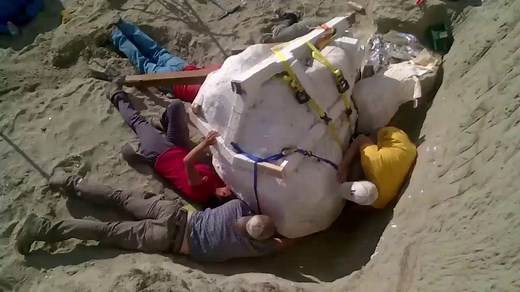 119K views · 2.5K reactions | A Tyrannosaurus rex skull was...