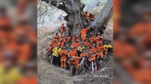 California inmates save North America's largest oak tree