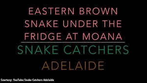 Brown snake caught under a fridge in Adelaide