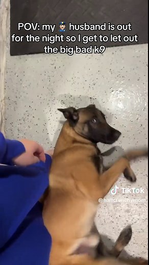 #k9 #k9softiktok #policewife | belgian malinois