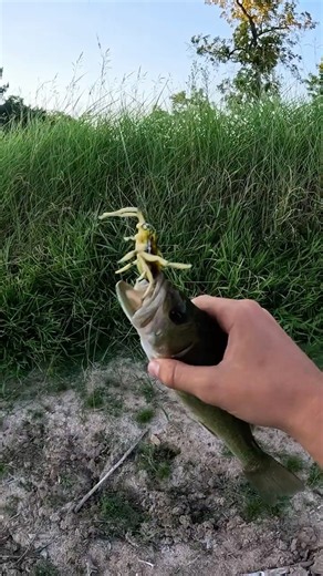 Does the spider bait actually work?? #fishing #shorts