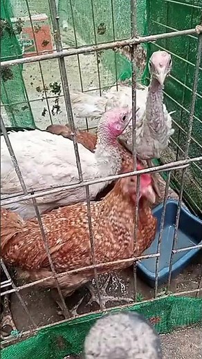 Live Birds Stream 24/7 🐦 | Watch Beautiful Birds Live in HD | Nature Camera
