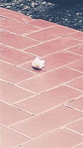 sampah!!!.....kelupaan buang pada tempatnya...