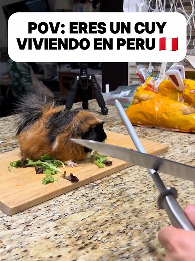 Eres un Cuy: Vida y Tradiciones en Perú