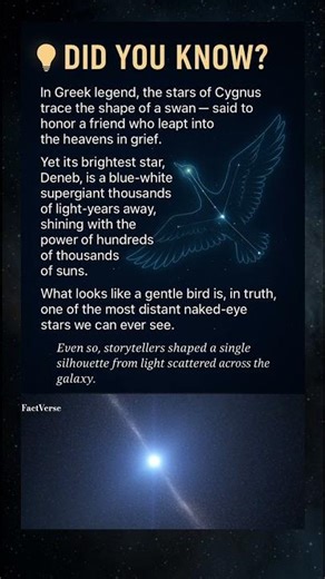 A gentle swan shaped from stars scattered across the galaxy.
