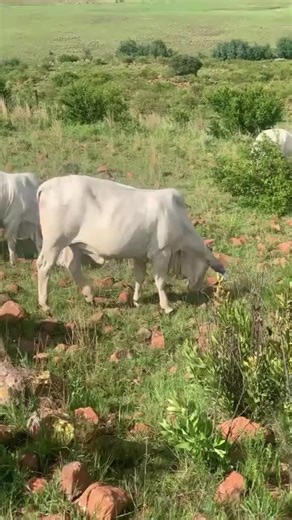 From our fields to the future 🔆😊#farmlife #farming #agriculture #boergoats #cowboybebop