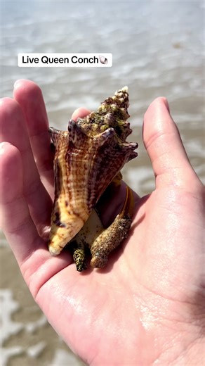 Live Queen Conch Swimming in Florida's Ocean