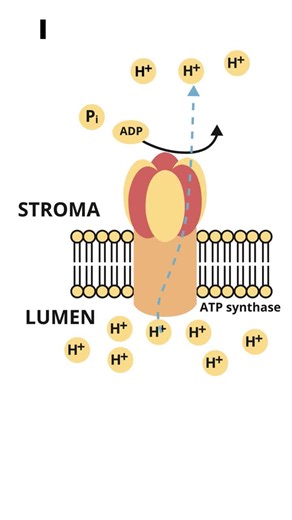ATP Synthase: Cellular Energy Production Process | Victor Abaa posted on the topic | LinkedIn