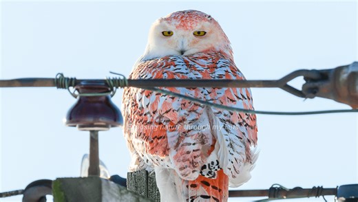 Unusual Snowy Owl With Orange Feathers Is An "Owldorable" Mystery