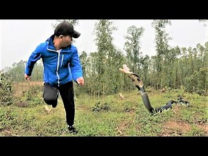 The terrifying moment a man was attacked by a king cobra while collecting firewood on the hill.