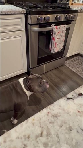 Dog Steals Kitchen Towel || ViralHog