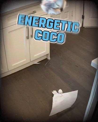 6.7K views · 774 reactions | Cockatoo & African Grey Antagonize Each Other They are so funny together! | Lucky Lou and Coco Too | Facebook