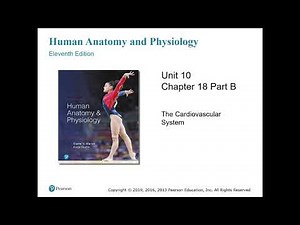 Anatomy and Physiology Chapter 18 Part B