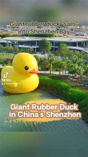 An inflatable giant rubber duck makes a splash in China's Shenzhen, attracting many visitors. #Rubberduck #Art #Shenzhen #Bay #duck #China | Xinhua UK