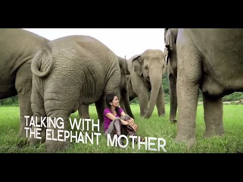 Inspiring Elephant Sanctuary activist in Chiang Mai - WTTV