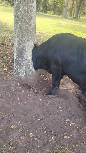 Got a little problem | Tommy Taylor