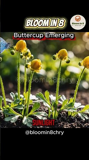 Incredible 8 Second Buttercup Timelapse – Watch Glossy Yellow Petals Emerge! #shorts #nature