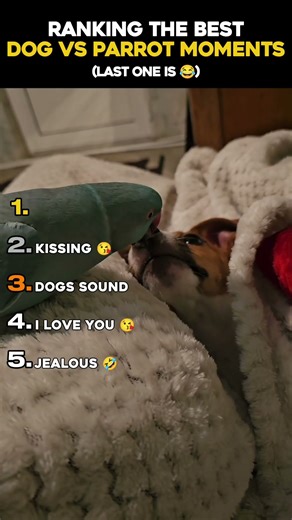 Ranking Funniest Dog vs Parrot Moments #shorts #funny #dog #parrot