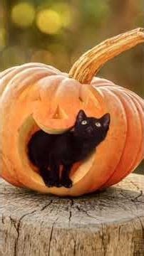 holloween #halloween #halloweencat #pumpkin #beautiful #cat #autumn #cuteanimals #cutecat