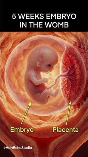 4 to 11 Weeks Baby Development Inside the Womb — Amazing Growth Explained!