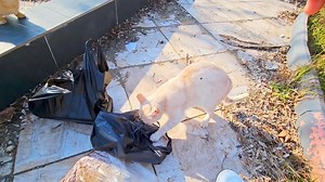 Angry white cat warns me! #angry #cat | Cute Kittens