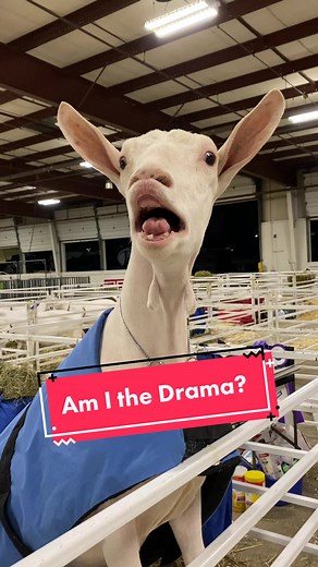 Mini Saanen Goat Drama League - Am I the Drama?