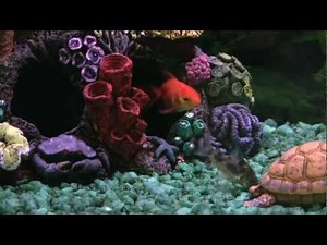 Selecting and caring for pet fish