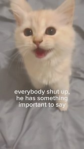 217K views · 1.1K reactions | why is bro yapping | Soft Cat Memes | Facebook