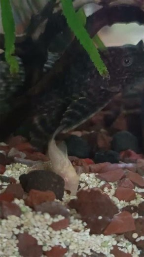 Look at Their Albino Corydora & Common Pleco 🐟🔥 | Aquarium Showcase