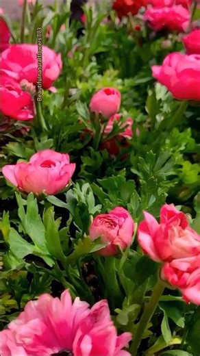 Natural cute flowers #shorts #beautifulflowergarden
