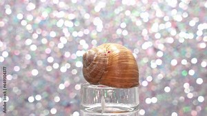 Empty snail shell on a glass rotating