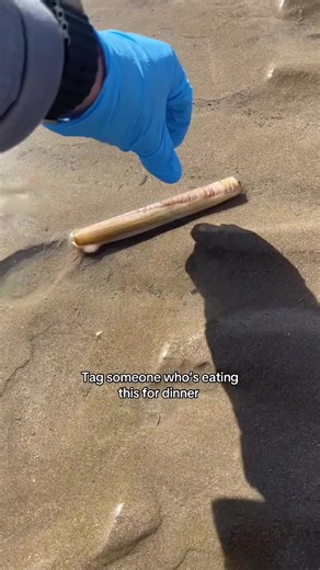 Satisfying Razor Clams: Cooking and Collecting Tips