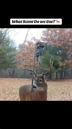 912 reactions · 56 shares | What scent do we use to jumpstart our mock scrapes and deer scent? Our HODAG AllSeason Scent, which contains no deer urines, glands, or deer parts. It’s 100% organic and all natural. We make it by hand right here in our shop in Green Bay, Wi. It is the best scent we’ve found for jumpstarting interaction on your mock scrapes, and beginning the snowball of deer scent communication! 歷 | HODAG Outdoors | Facebook
