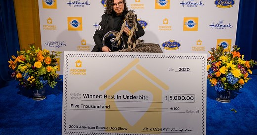 Highlights- Best in Underbite - American Dog Rescue Show 2020