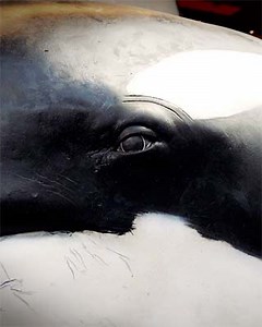 Orca whales installation