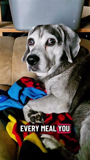 If my dog lived 100 years ago, he’d be chasing animals for dinner