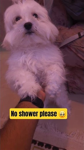 Cute Maltese refuses to shower | Mappy: The maltese #shorts #dog #maltese #pets #funnydogs