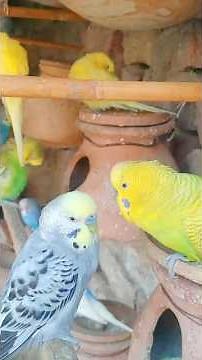 Budiges Singing Birds Sounds