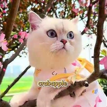 Do you like a cat like this?