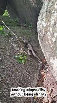 Wisdom of Monitor Lizard #nature #lizard #quotes #wisdomwords