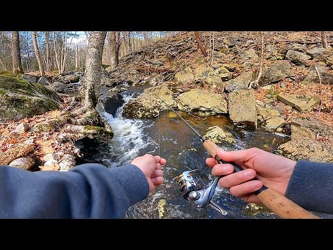 Fishing Tiny Mountain Stream for Beautiful Native Brook Trout