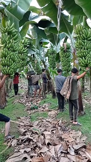 Thousands of Bananas in Bananas world 😱🤑#fypシ゚viralシ #fypシ゚viralシ2023 #reelsfbシ #reelsviralfb #viralreelsfb #reelsfypシ #reelsvideo #trendingreels #reelsfb #reelsusa #banana #fruit #food #trend #trendingvideo | Bananas World