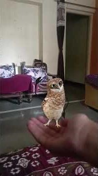 dancing ullu #snapchat #apt #snap #comedy #dance #comedy #dance #entertainment #funny #owl #comedy