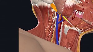 【油管|自学】部解剖手术解剖Neck Dissection Surgical Anatomy: OR FAQs & Answers [201] Didactic