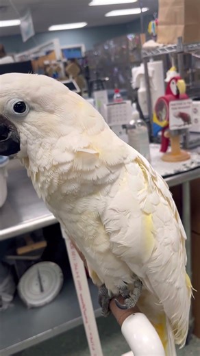 Rare encounter with a Moluccan/Umbrella hybrid. #parrot #birds