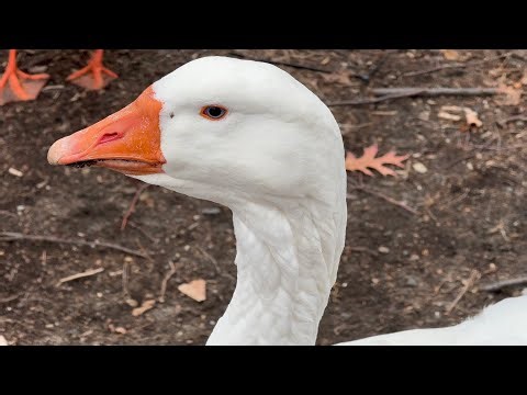 Embden Geese, Resident Canada Geese & Mallards Feeding On Corn/Grains Session December 7, 2025